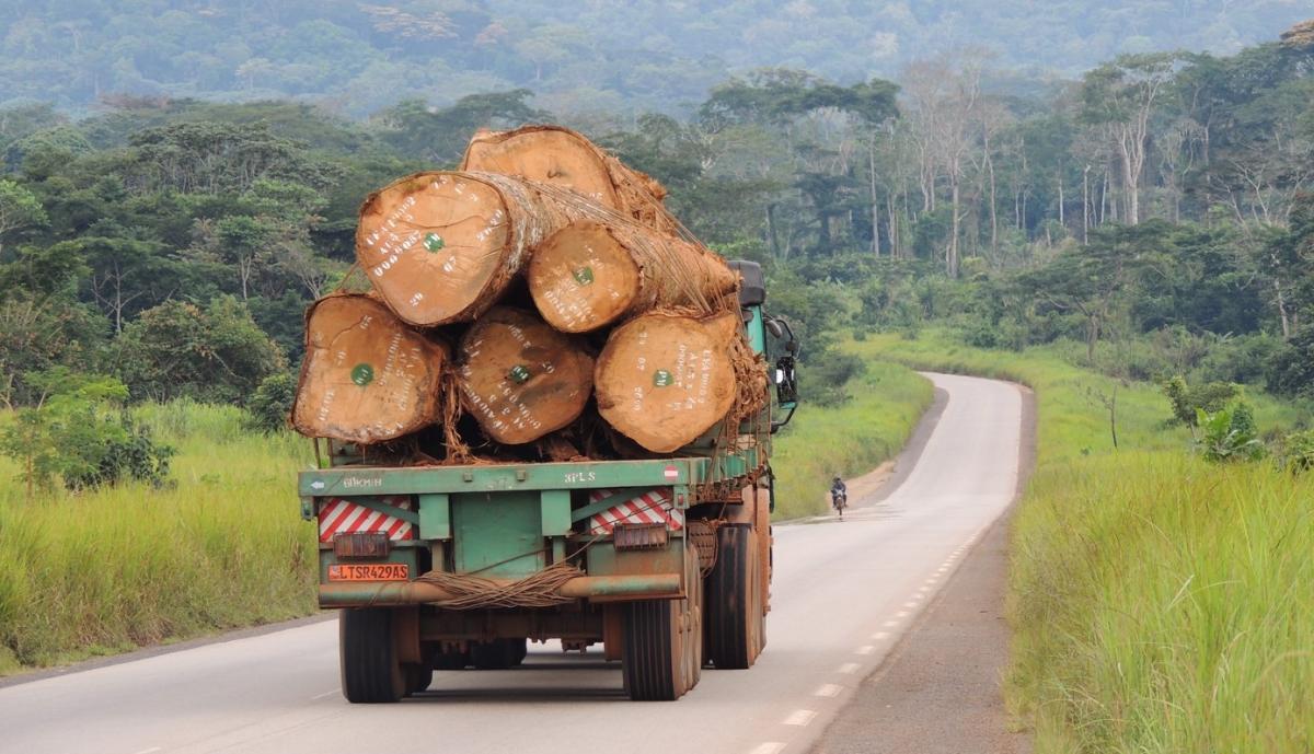 Paysage forestier de la région Centre du Cameroun, où l’exploitation forestière des forêts naturelles est une source de revenus pour le gouvernement mais une cause de dégradation des forêts © P. Guizol, Cirad